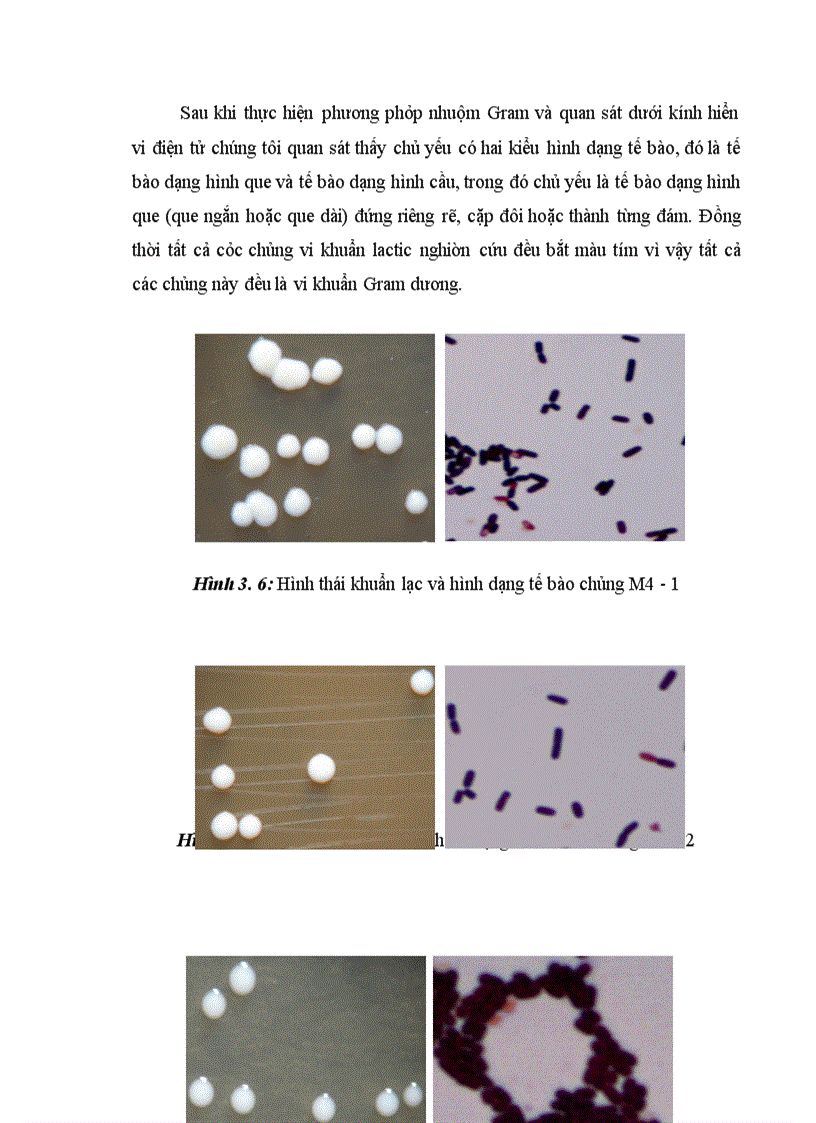 image for page Xác định hoạt tính một số enzyme ngoại bào của vi khuẩn Lactic phân lập từ các sản phẩm lên men truyền thống tại Hà Nội