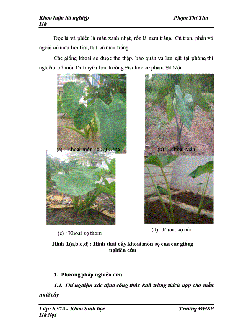 image for page Nghiên cứu quy trình tạo củ in vitro ở một số giống khoai môn sọ địa phương (Colocasia esculenta (L.) Schott)