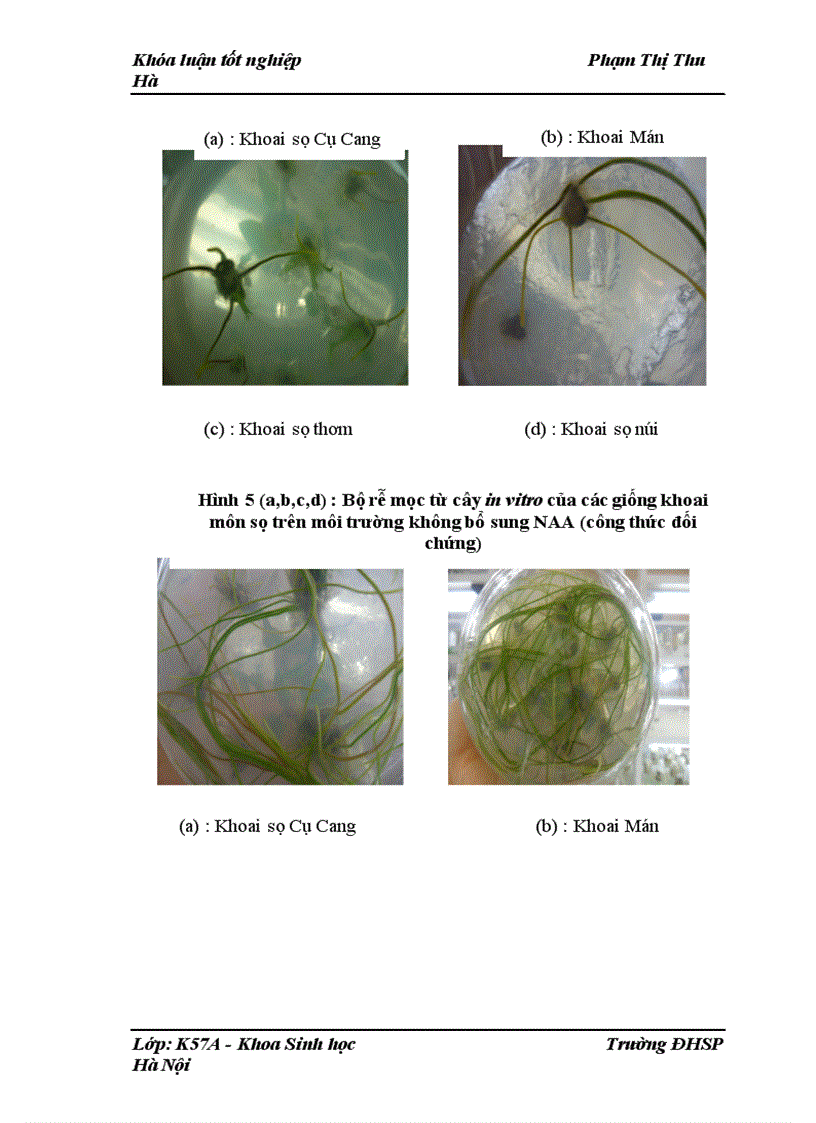 image for page Nghiên cứu quy trình tạo củ in vitro ở một số giống khoai môn sọ địa phương (Colocasia esculenta (L.) Schott)