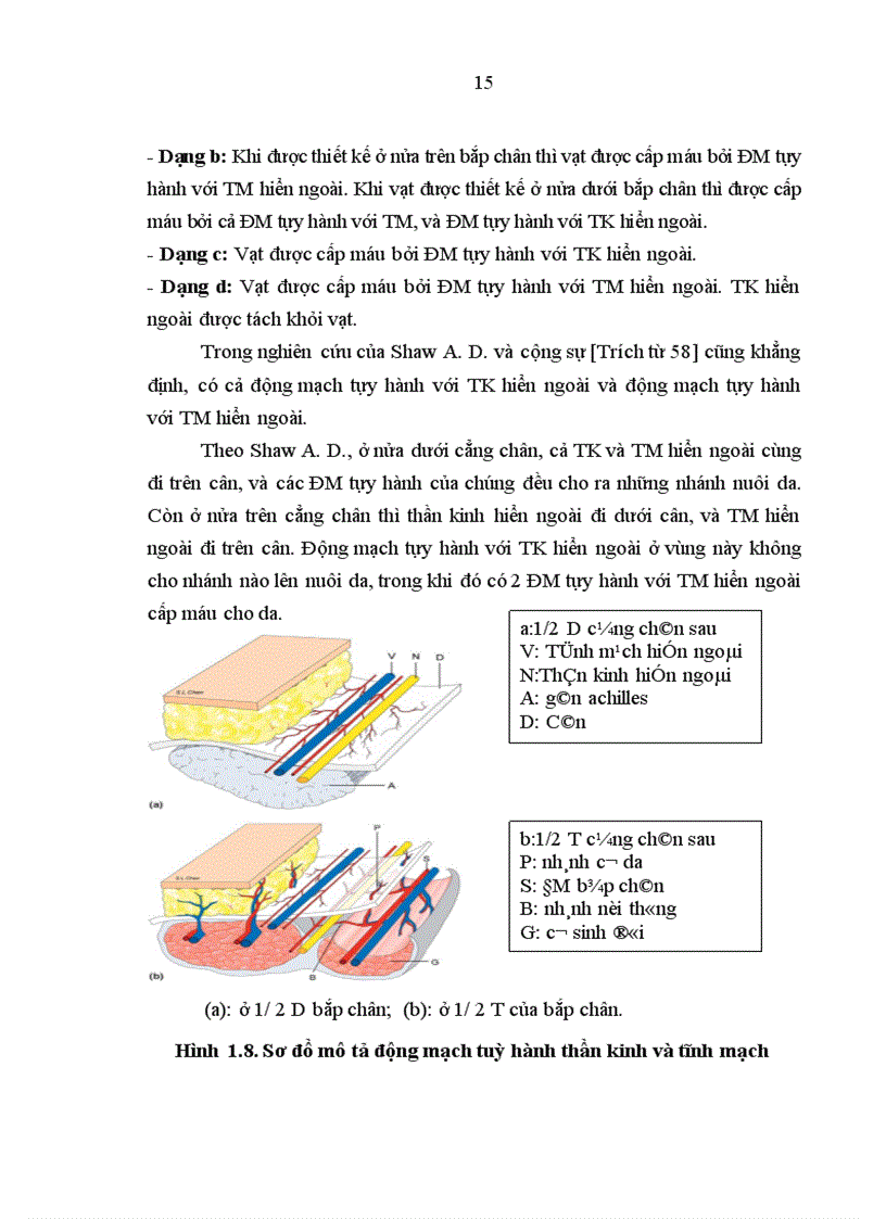 image for page Đánh giá kết quả điều trị khuyết hổng phần mềm vùng gót, cổ chân bằng vạt da-cân hiển ngoài cuống ngoại vi tại bệnh viện Việt Đức