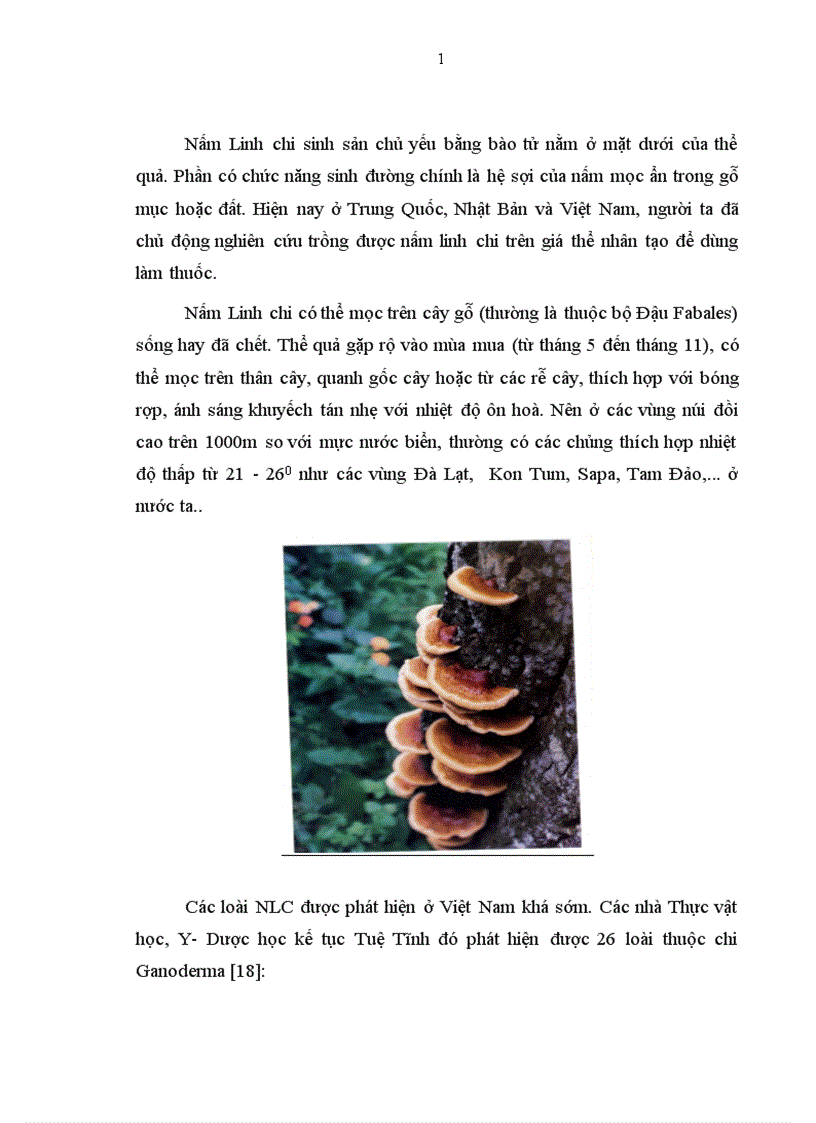 image for page Nấm Linh chi và ứng dụng của Linh chi trong Y học