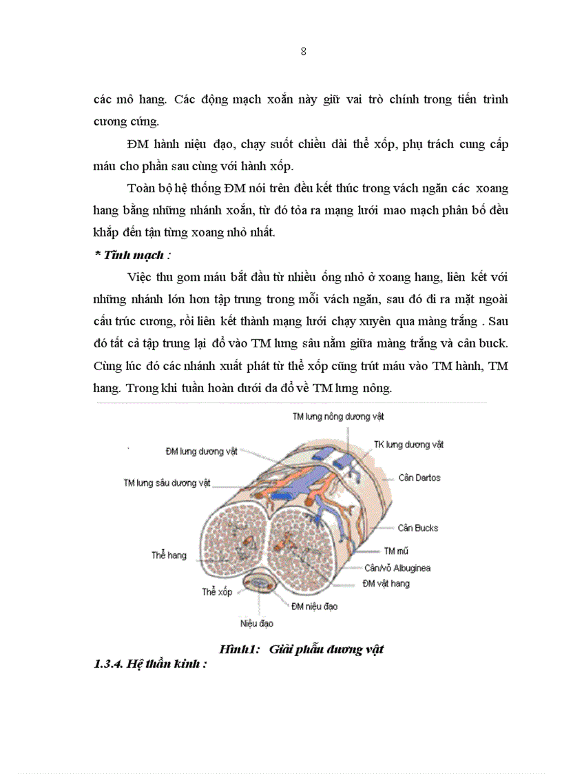 image for page Nghiên cứu tình trạng rối loạn cương dương ở bệnh nhân đái tháo đường type 2 ngoại trú tại bệnh viện Bạch Mai