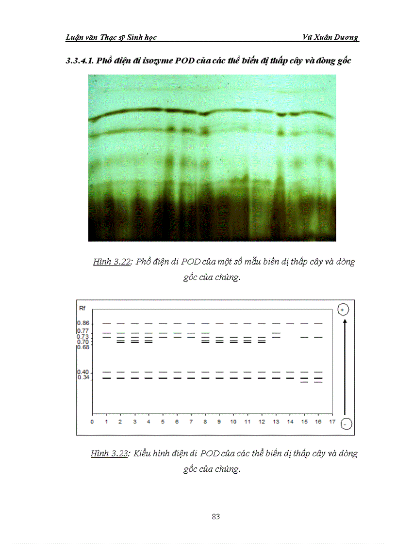 image for page Nghiên cứu nuôi cấy in vitro và ảnh hưởng của phóng xạ tia gamma nguồn Co60 vào giai đoạn callus và giai đoạn hạt nảy mầm của một số dòng lúa có triển vọng