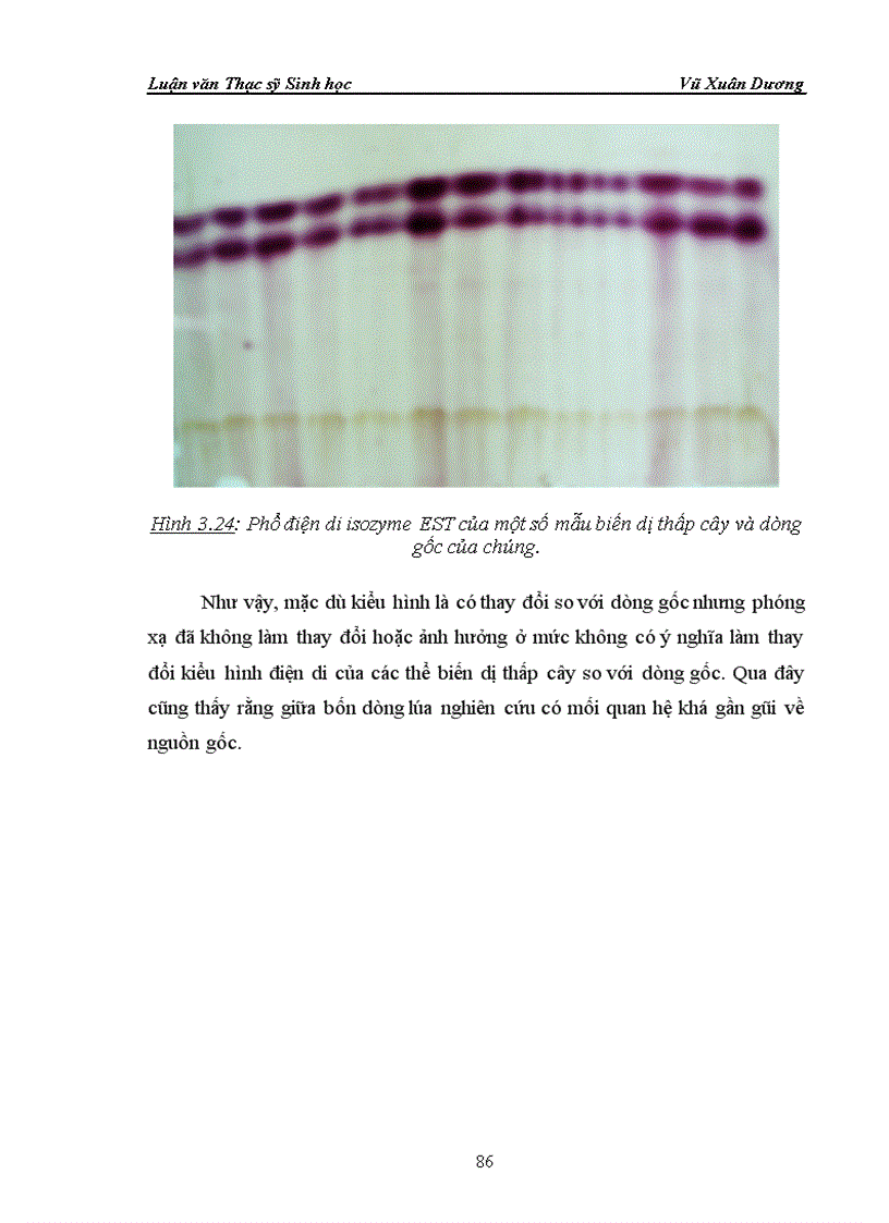 image for page Nghiên cứu nuôi cấy in vitro và ảnh hưởng của phóng xạ tia gamma nguồn Co60 vào giai đoạn callus và giai đoạn hạt nảy mầm của một số dòng lúa có triển vọng