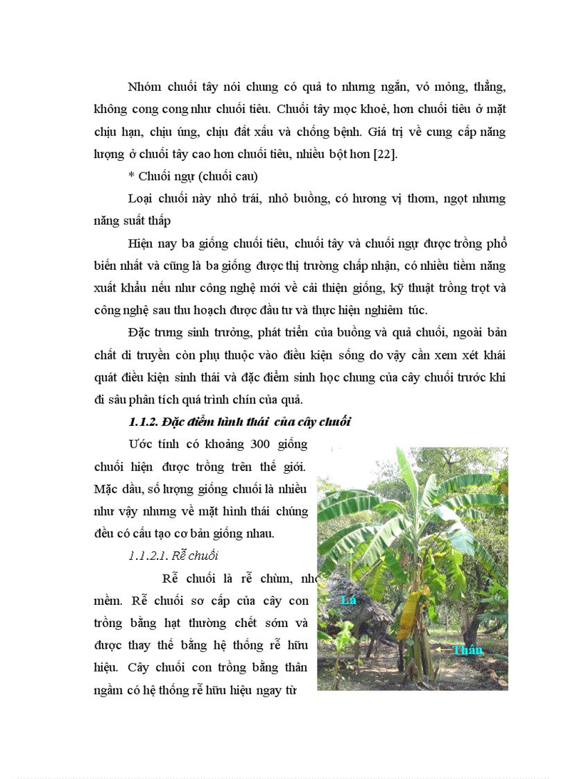 image for page Nghiên cứu động thái một số chỉ tiêu sinh lý hoá sinh theo tiến trình sinh trưởng phát triển của quả chuối tây tại huyện Thanh Trì Hà Nội