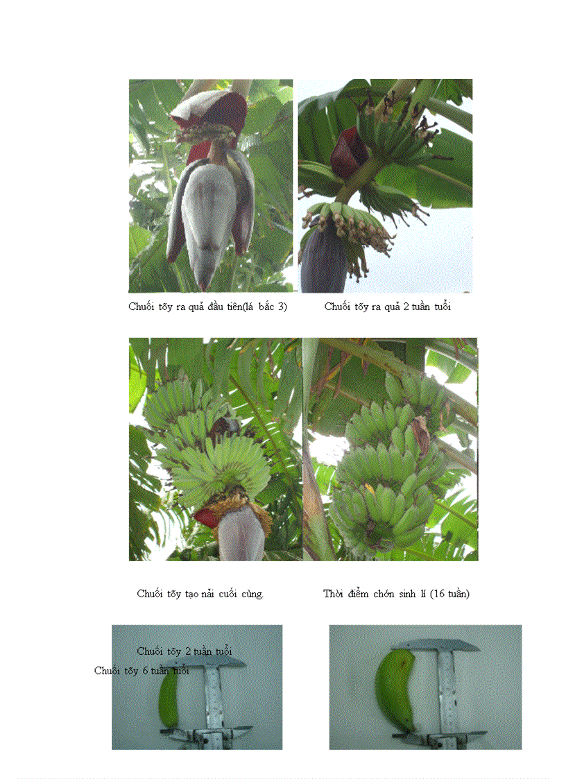 image for page Nghiên cứu động thái một số chỉ tiêu sinh lý hoá sinh theo tiến trình sinh trưởng phát triển của quả chuối tây tại huyện Thanh Trì Hà Nội
