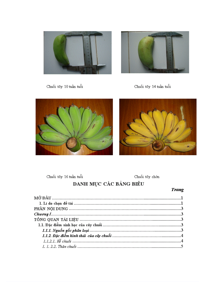 image for page Nghiên cứu động thái một số chỉ tiêu sinh lý hoá sinh theo tiến trình sinh trưởng phát triển của quả chuối tây tại huyện Thanh Trì Hà Nội