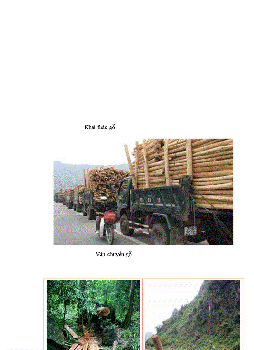 image for page Địa lí Lâm nghiệp Việt Nam