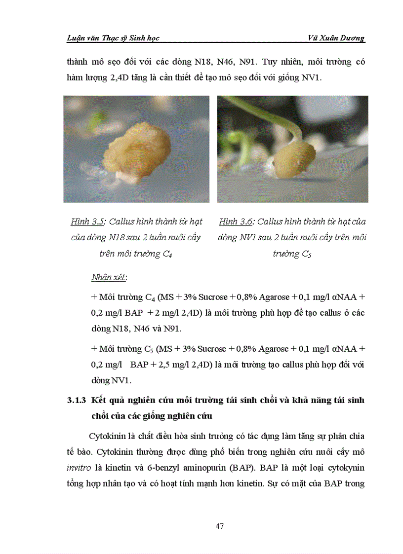 image for page Nghiên cứu ảnh hưởng của liều chiếu xạ tia gamma nguồn Co60 vào giai đoạn callus và giai đoạn hạt nảy mầm của một số dòng lúa có triển vọng