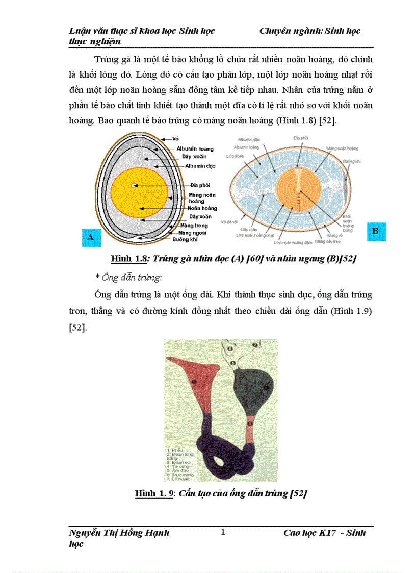 image for page Thử nghiệm chuyển gen GFP trên gà Gallus gallus domesticus sử dụng vector pT2 BH CVpf SB11 bằng phương pháp chuyển gen qua tinh trùng và vi tiêm vào phôi gà 0 giờ ấp