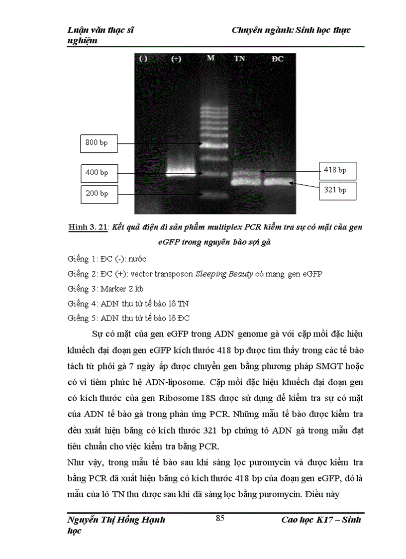 image for page Thử nghiệm chuyển gen GFP trên gà Gallus gallus domesticus sử dụng vector pT2 BH CVpf SB11 bằng phương pháp chuyển gen qua tinh trùng và vi tiêm vào phôi gà 0 giờ ấp