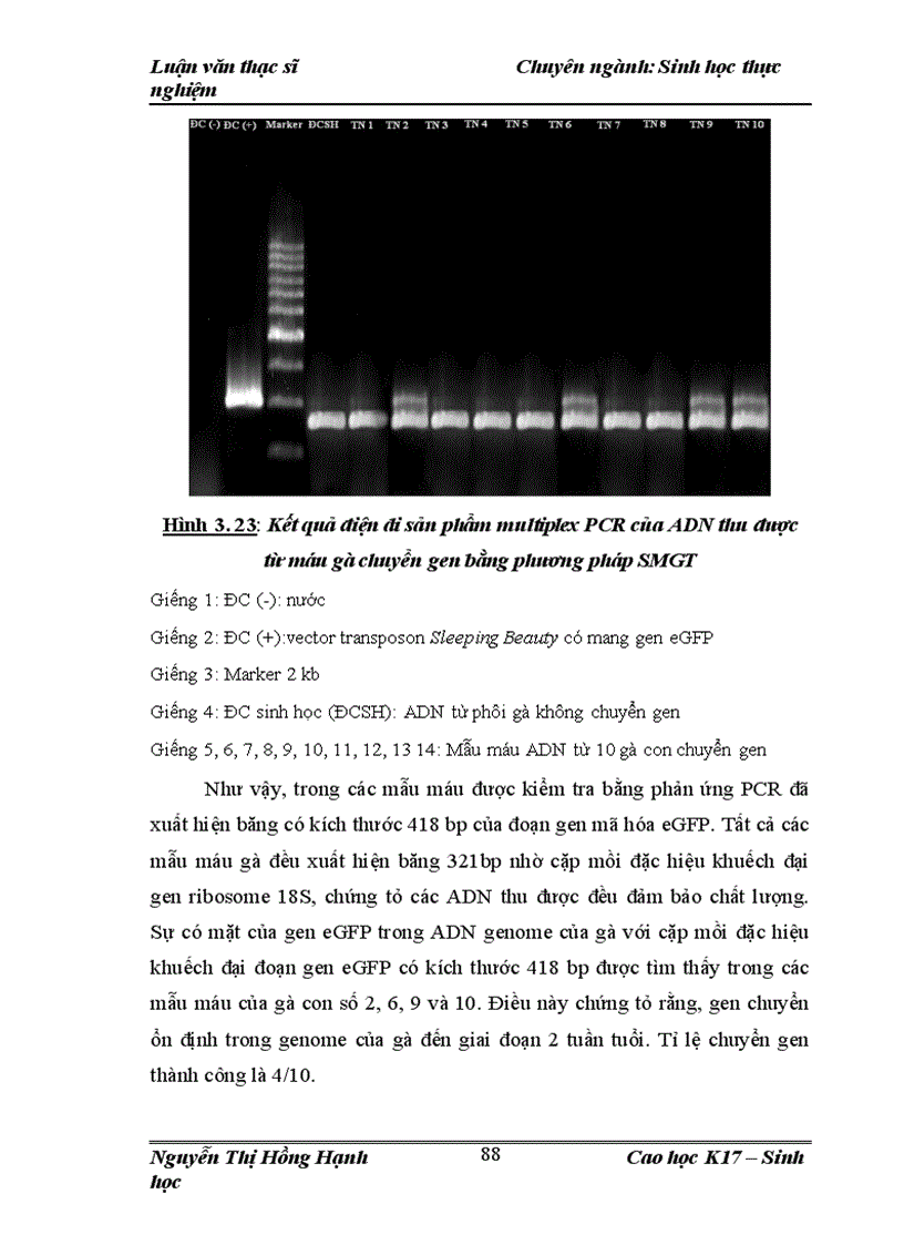 image for page Thử nghiệm chuyển gen GFP trên gà Gallus gallus domesticus sử dụng vector pT2 BH CVpf SB11 bằng phương pháp chuyển gen qua tinh trùng và vi tiêm vào phôi gà 0 giờ ấp