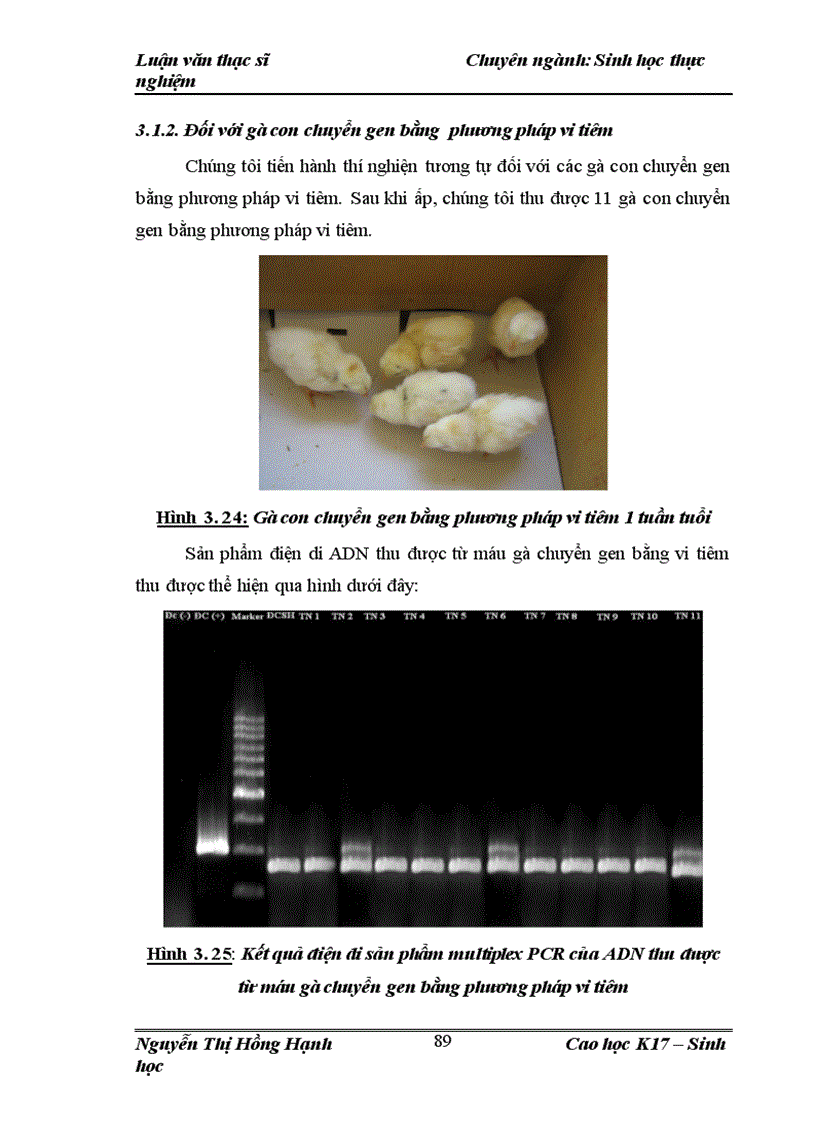 image for page Thử nghiệm chuyển gen GFP trên gà Gallus gallus domesticus sử dụng vector pT2 BH CVpf SB11 bằng phương pháp chuyển gen qua tinh trùng và vi tiêm vào phôi gà 0 giờ ấp
