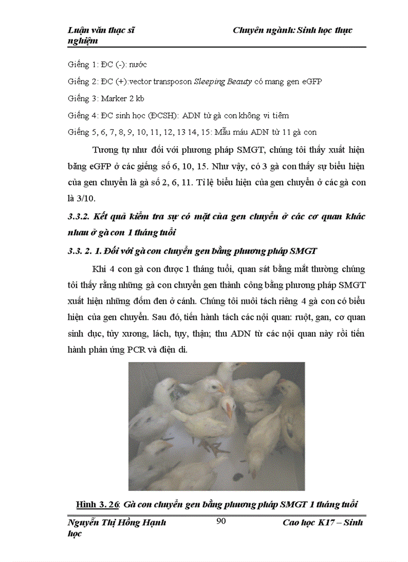 image for page Thử nghiệm chuyển gen GFP trên gà Gallus gallus domesticus sử dụng vector pT2 BH CVpf SB11 bằng phương pháp chuyển gen qua tinh trùng và vi tiêm vào phôi gà 0 giờ ấp