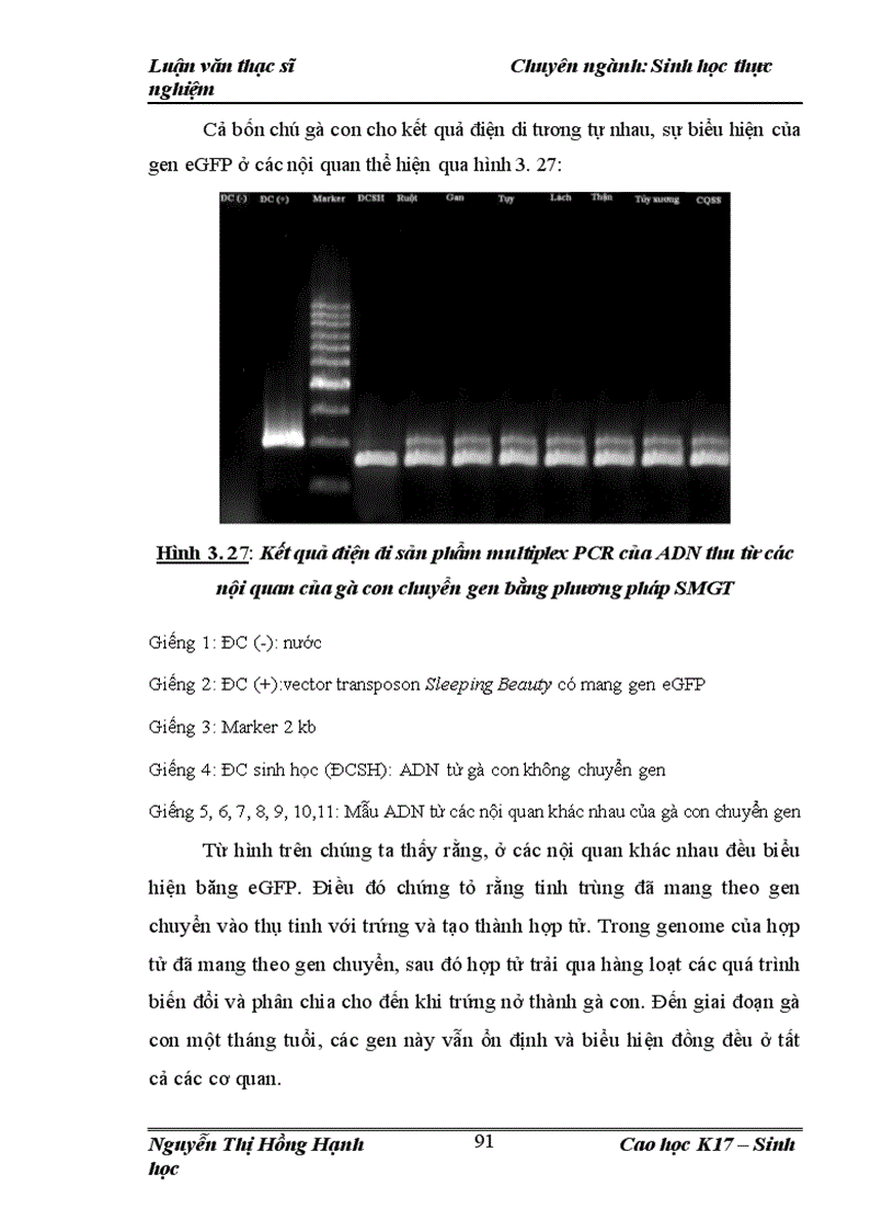 image for page Thử nghiệm chuyển gen GFP trên gà Gallus gallus domesticus sử dụng vector pT2 BH CVpf SB11 bằng phương pháp chuyển gen qua tinh trùng và vi tiêm vào phôi gà 0 giờ ấp