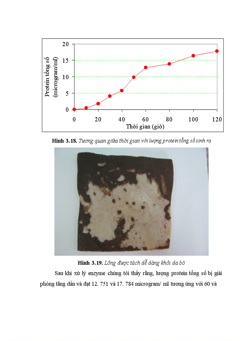 image for page Tuyển chọn chủng Bacillus từ rừng ngập mặn sinh mạnh protease kiềm và bước đầu định hướng ứng dụng