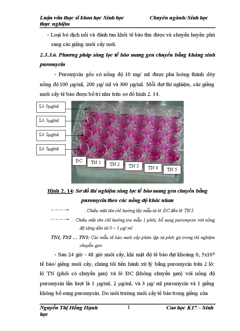 image for page Thử nghiệm chuyển gen GFP trên gà Gallus Gallus Domesticus sử dụng vector pT2 BH CVpf SB11 bằng phương pháp chuyển gen qua tinh trùng và vi tiêm vào phôi gà 0 giờ ấp 1