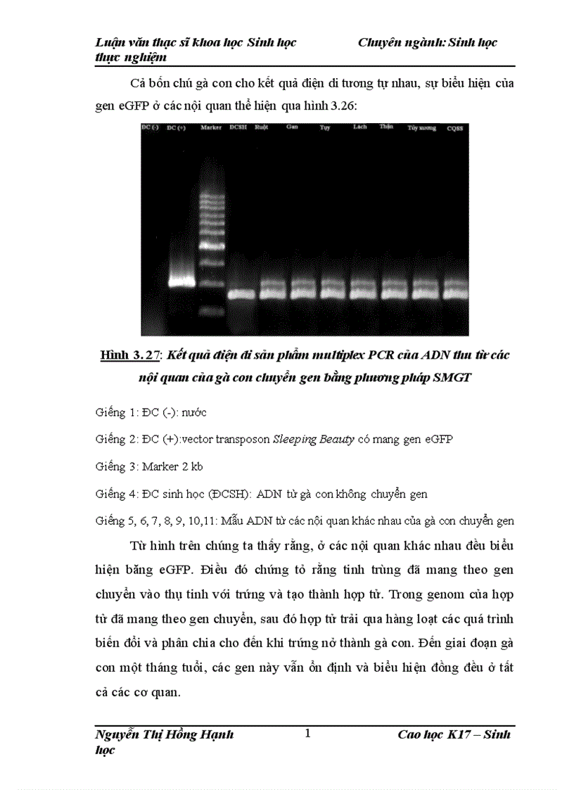 image for page Thử nghiệm chuyển gen GFP trên gà Gallus Gallus Domesticus sử dụng vector pT2 BH CVpf SB11 bằng phương pháp chuyển gen qua tinh trùng và vi tiêm vào phôi gà 0 giờ ấp 1