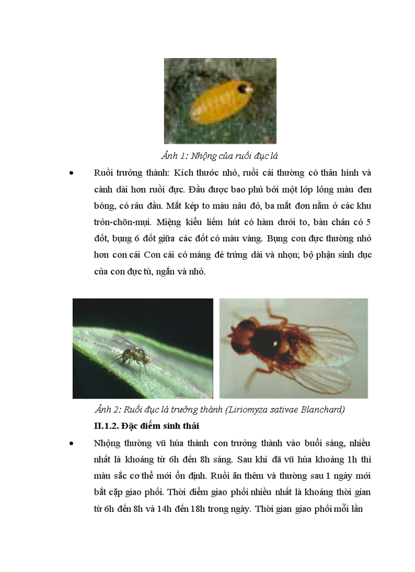 image for page nghiên cứu tính mẫn cảm với một số tts của ấu trùng ruồi đục lá liriomyza sativae blanchard ở ba quần thể song phương hà nội an bình và đình tổ bắc ninh