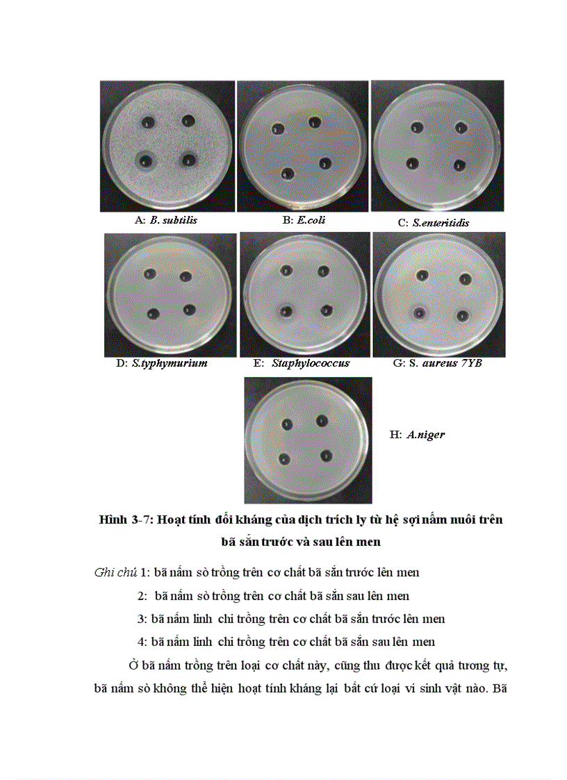 image for page Nghiên cứu hoàn thiện quy trình sử dụng bã sắn trước và sau lên men thu enzyme để nuôi trồng nấm ăn và nấm dược liệu