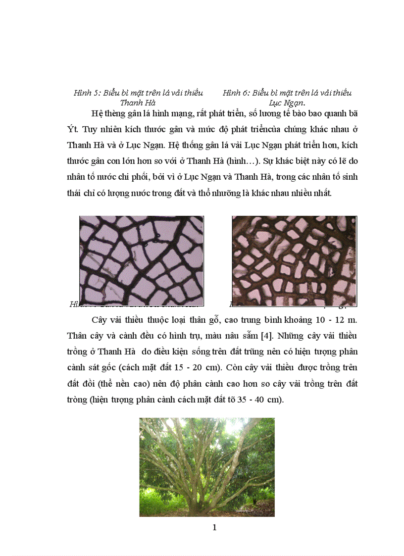 image for page Nghiên cứu ảnh hưởng của một số nhân tố sinh thái tới năng suất và chất lượng của cây vải thiều litchichinensis Sonn