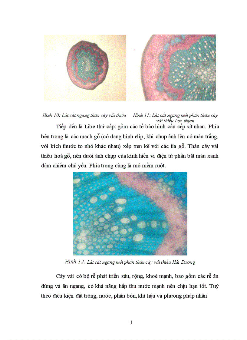 image for page Nghiên cứu ảnh hưởng của một số nhân tố sinh thái tới năng suất và chất lượng của cây vải thiều litchichinensis Sonn