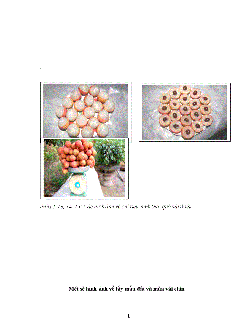 image for page Nghiên cứu ảnh hưởng của một số nhân tố sinh thái tới năng suất và chất lượng của cây vải thiều litchichinensis Sonn