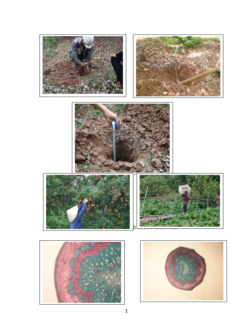 image for page Nghiên cứu ảnh hưởng của một số nhân tố sinh thái tới năng suất và chất lượng của cây vải thiều litchichinensis Sonn