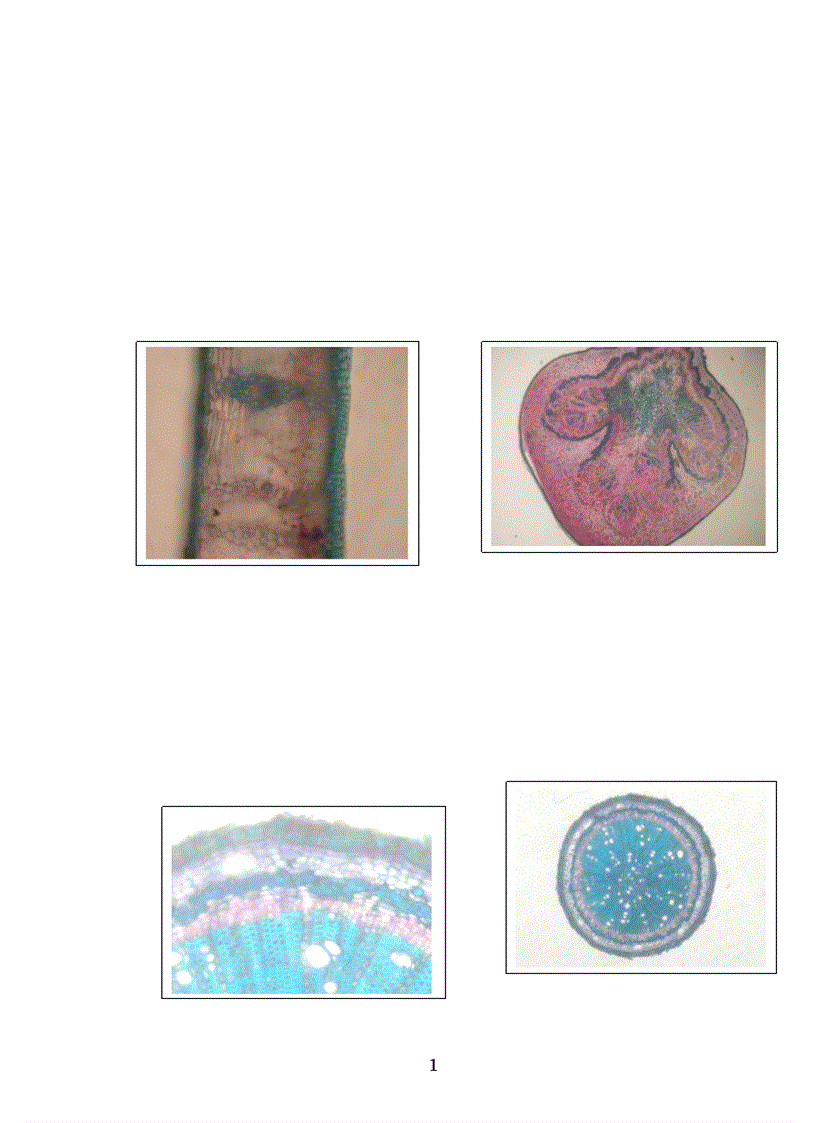 image for page Nghiên cứu ảnh hưởng của một số nhân tố sinh thái tới năng suất và chất lượng của cây vải thiều litchichinensis Sonn