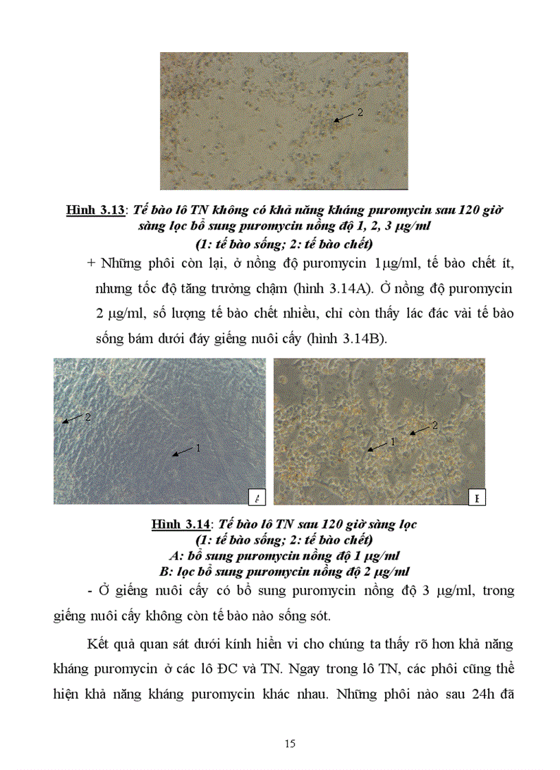 image for page Thử nghiệm chuyển gen GFP trên gà Gallus Gallus Domesticus sử dụng vector pT2 BH CVpf SB11 bằng phương pháp chuyển gen qua tinh trùng và vi tiêm vào phôi gà 0 giờ ấp 1