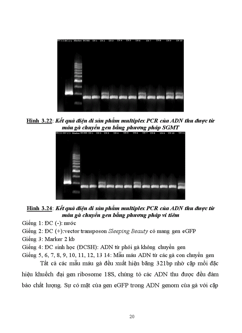 image for page Thử nghiệm chuyển gen GFP trên gà Gallus Gallus Domesticus sử dụng vector pT2 BH CVpf SB11 bằng phương pháp chuyển gen qua tinh trùng và vi tiêm vào phôi gà 0 giờ ấp 1