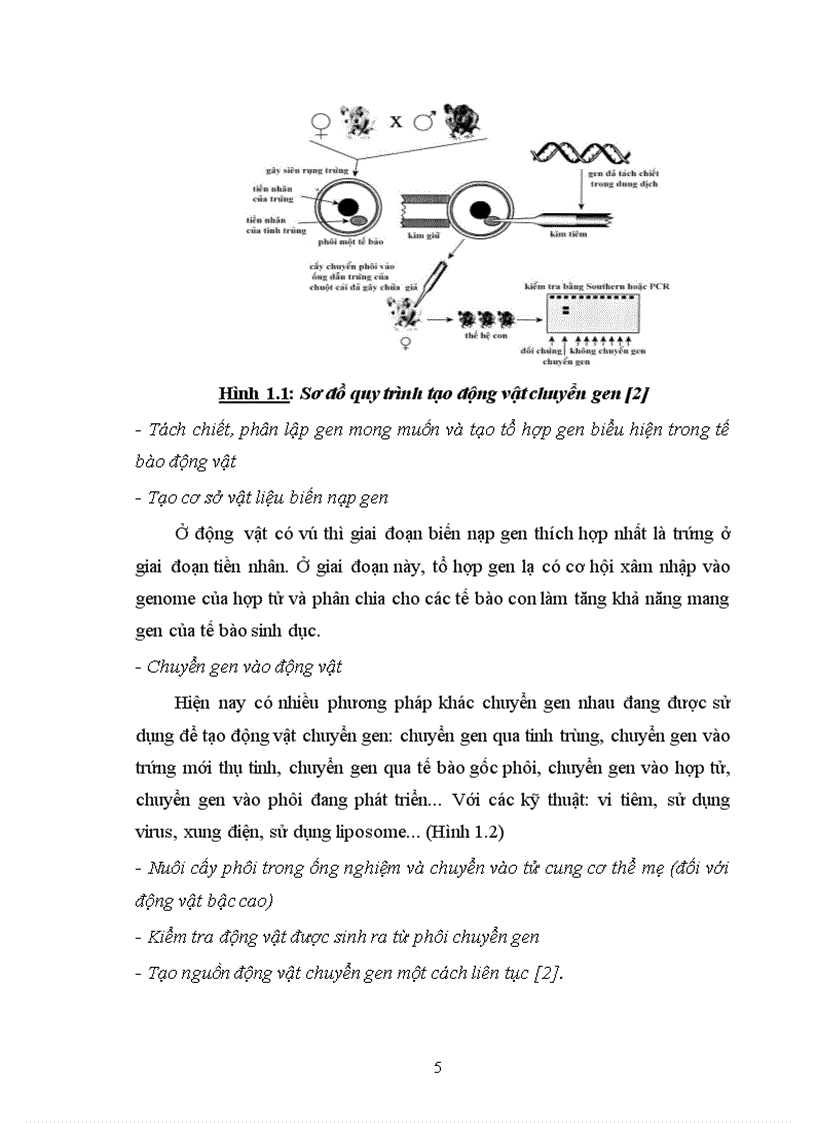 image for page Thử nghiệm chuyển gen GFP trên gà Gallus gallus domesticus sử dụng vector pT2 BH CVpf SB11 bằng phương pháp chuyển gen qua tinh trùng và vi tiêm vào phôi gà 0 giờ ấp 1