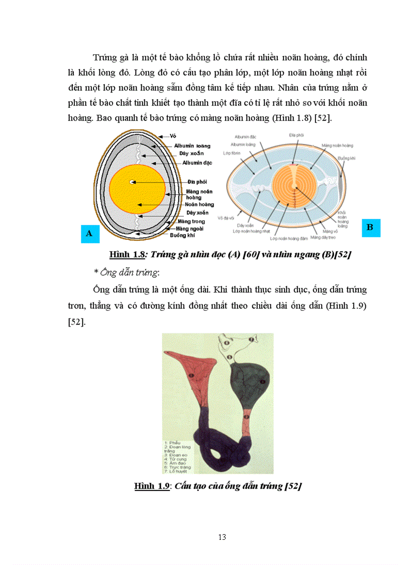 image for page Thử nghiệm chuyển gen GFP trên gà Gallus gallus domesticus sử dụng vector pT2 BH CVpf SB11 bằng phương pháp chuyển gen qua tinh trùng và vi tiêm vào phôi gà 0 giờ ấp 1
