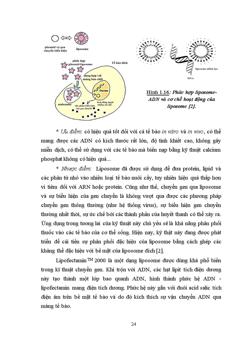 image for page Thử nghiệm chuyển gen GFP trên gà Gallus gallus domesticus sử dụng vector pT2 BH CVpf SB11 bằng phương pháp chuyển gen qua tinh trùng và vi tiêm vào phôi gà 0 giờ ấp 1