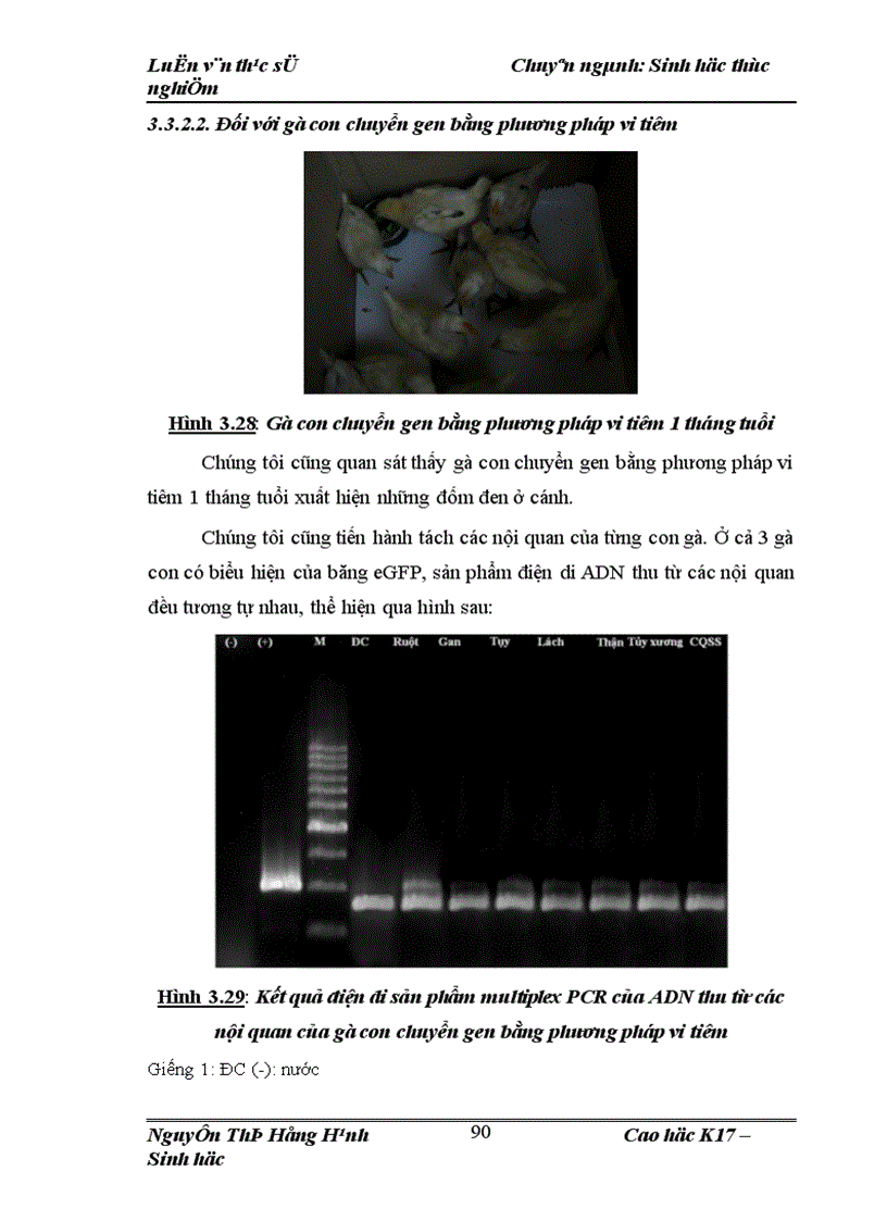 image for page Thử nghiệm chuyển gen GFP trên gà Gallus gallus domesticus sử dụng vector pT2 BH CVpf SB11 bằng phương pháp chuyển gen qua tinh trùng và vi tiêm vào phôi gà 0 giờ ấp 1