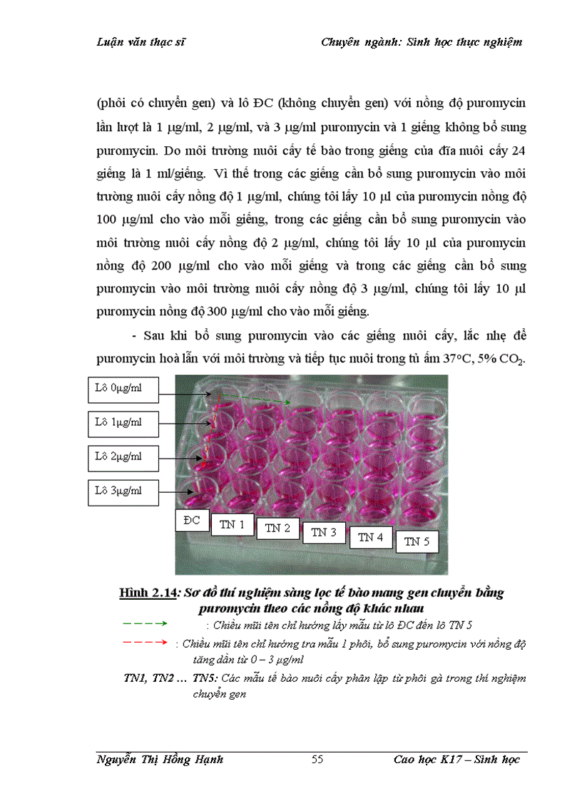 image for page Thử nghiệm chuyển gen GFP trên gà Gallus Gallus Domesticus sử dụng vector pT2 BH CVpf SB11 bằng phương pháp chuyển gen qua tinh trùng và vi tiêm vào phôi gà 0 giờ ấp 1