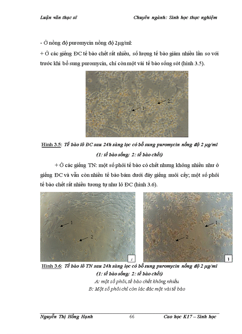 image for page Thử nghiệm chuyển gen GFP trên gà Gallus Gallus Domesticus sử dụng vector pT2 BH CVpf SB11 bằng phương pháp chuyển gen qua tinh trùng và vi tiêm vào phôi gà 0 giờ ấp 1