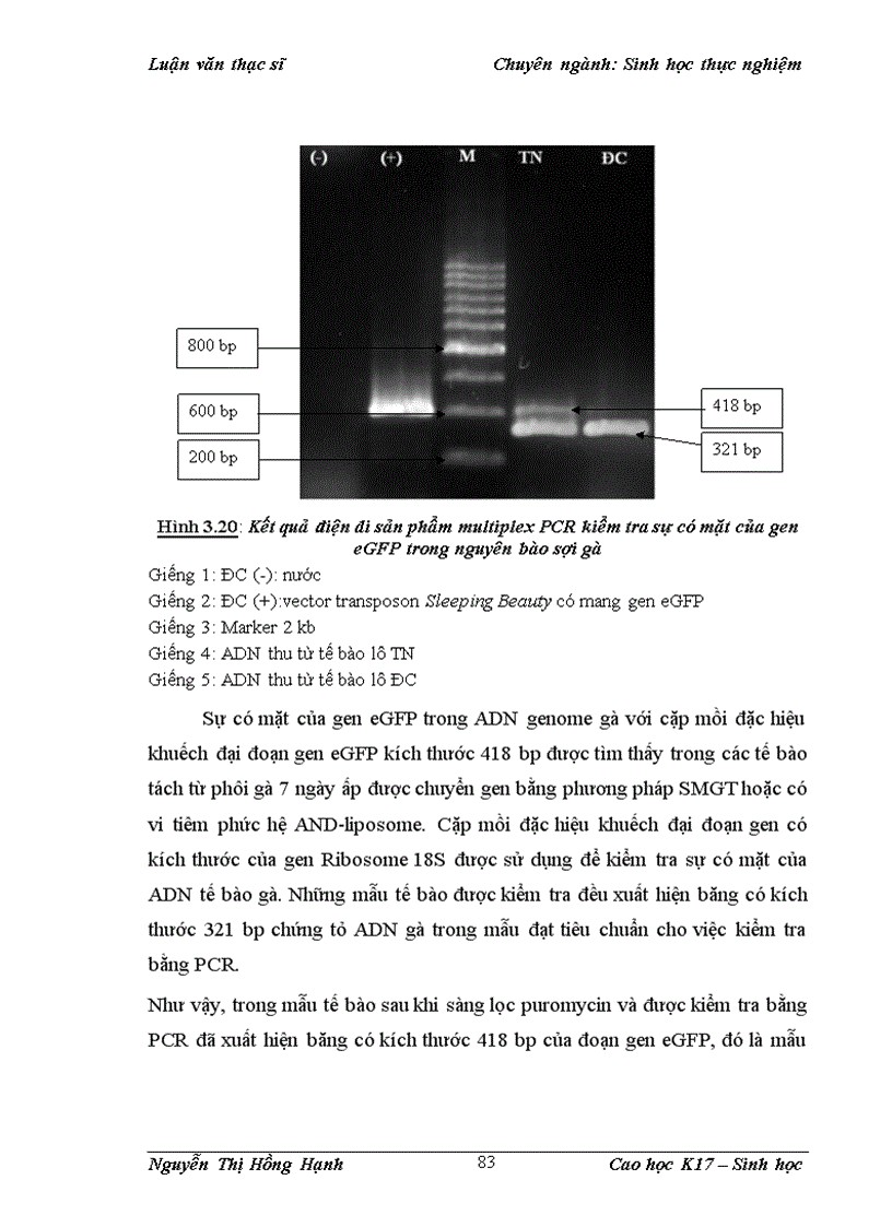 image for page Thử nghiệm chuyển gen GFP trên gà Gallus Gallus Domesticus sử dụng vector pT2 BH CVpf SB11 bằng phương pháp chuyển gen qua tinh trùng và vi tiêm vào phôi gà 0 giờ ấp 1