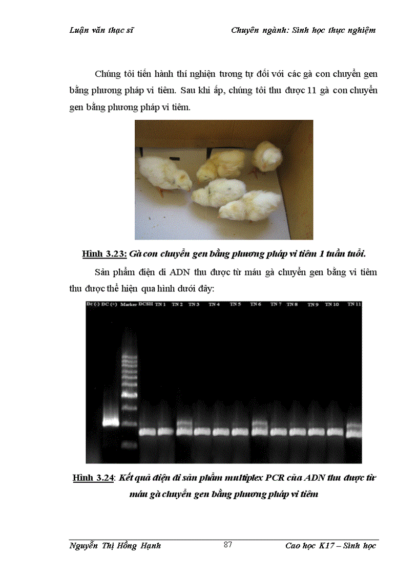 image for page Thử nghiệm chuyển gen GFP trên gà Gallus Gallus Domesticus sử dụng vector pT2 BH CVpf SB11 bằng phương pháp chuyển gen qua tinh trùng và vi tiêm vào phôi gà 0 giờ ấp 1