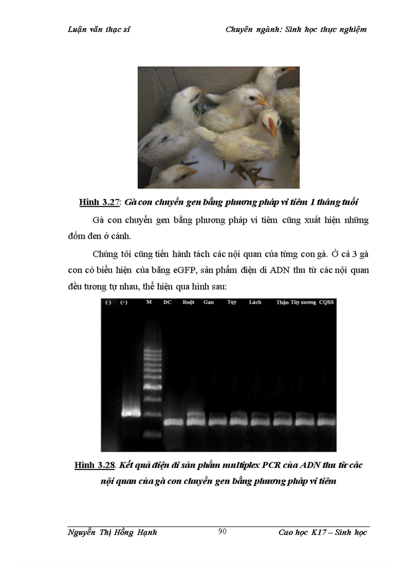 image for page Thử nghiệm chuyển gen GFP trên gà Gallus Gallus Domesticus sử dụng vector pT2 BH CVpf SB11 bằng phương pháp chuyển gen qua tinh trùng và vi tiêm vào phôi gà 0 giờ ấp 1