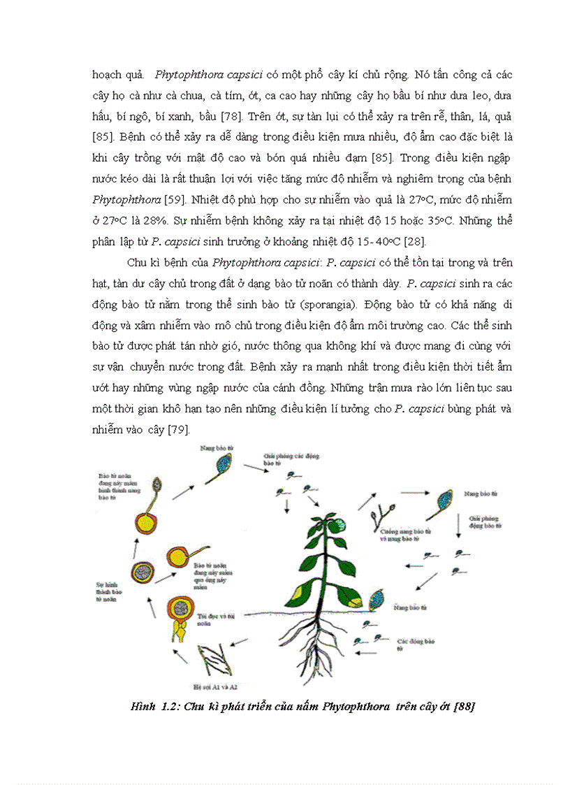 image for page Nghiên cứu khả năng đối kháng và tiềm năng ứng dụng của một số chủng Trichoderma phân lập từ RNM trên một số nấm bệnh thực vật