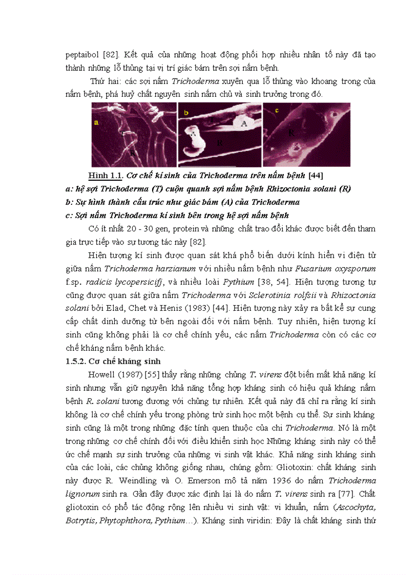 image for page Nghiên cứu khả năng đối kháng và tiềm năng ứng dụng của một số chủng Trichoderma phân lập từ RNM trên một số nấm bệnh thực vật