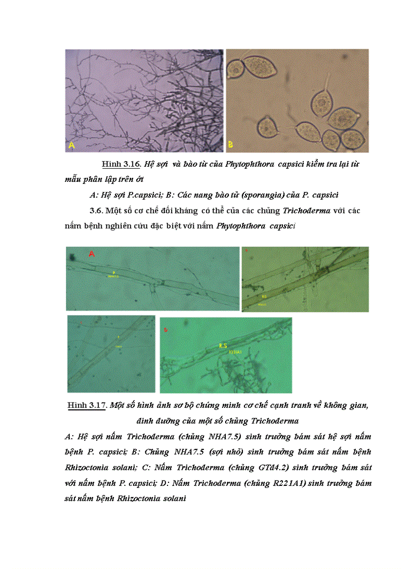 image for page Nghiên cứu khả năng đối kháng và tiềm năng ứng dụng của một số chủng Trichoderma phân lập từ RNM trên một số nấm bệnh thực vật