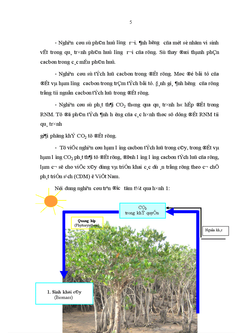 image for page Nghiên cứu khả năng tích luỹ cacbon của rừng trang Kandelia obovata Sheue Liu Yong trồng ven biển huyện Giao Thuỷ tỉnh Nam Định