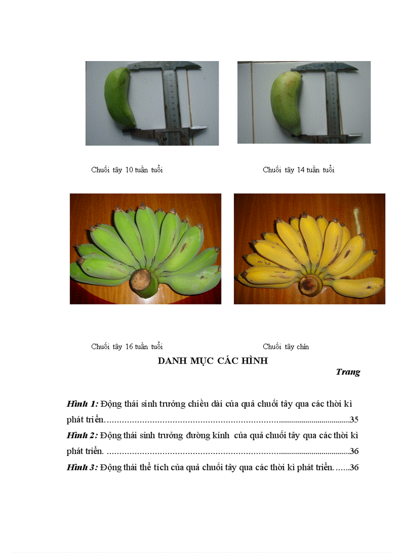 image for page Nghiên cứu động thái một số chỉ tiêu sinh lý hoá sinh theo tiến trình sinh trưởng phát triển của quả chuối tây tại huyện Thanh Trì Hà Nội 1