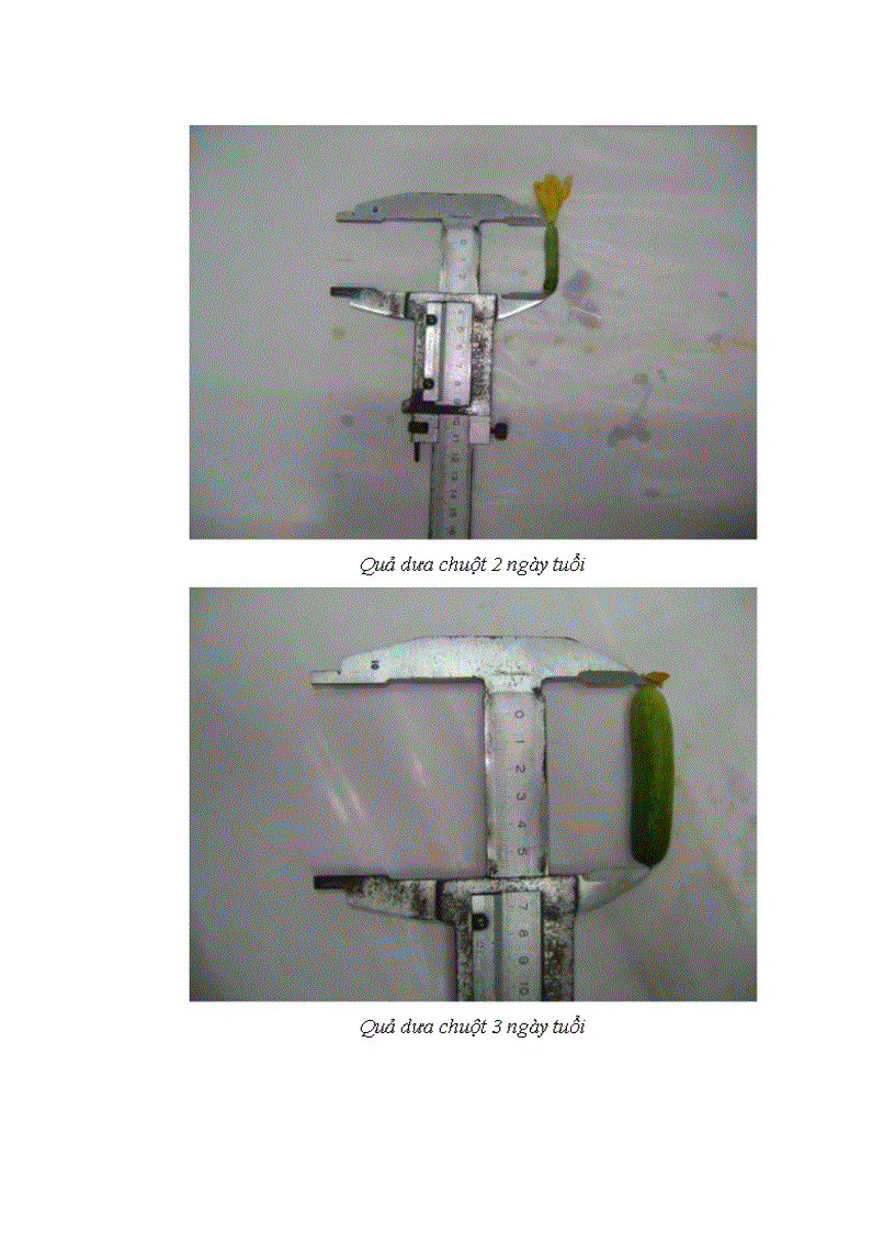 image for page Động thái một số chỉ tiêu sinh li hóa sinh theo tiến trình phát triển của quả dưa chuột Cucumis sativus L tại Sóc Sơn Hà Nội