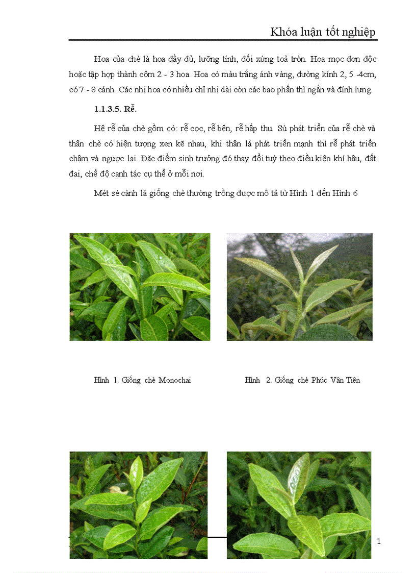 image for page Nghiên cứu đa dạng di truyền các giống dòng chè thu thập ở Việt Nam