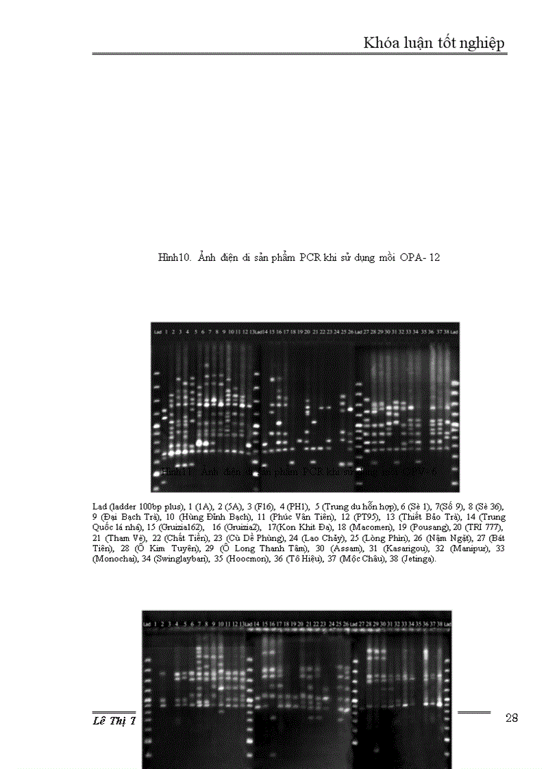image for page Nghiên cứu đa dạng di truyền các giống dòng chè thu thập ở Việt Nam