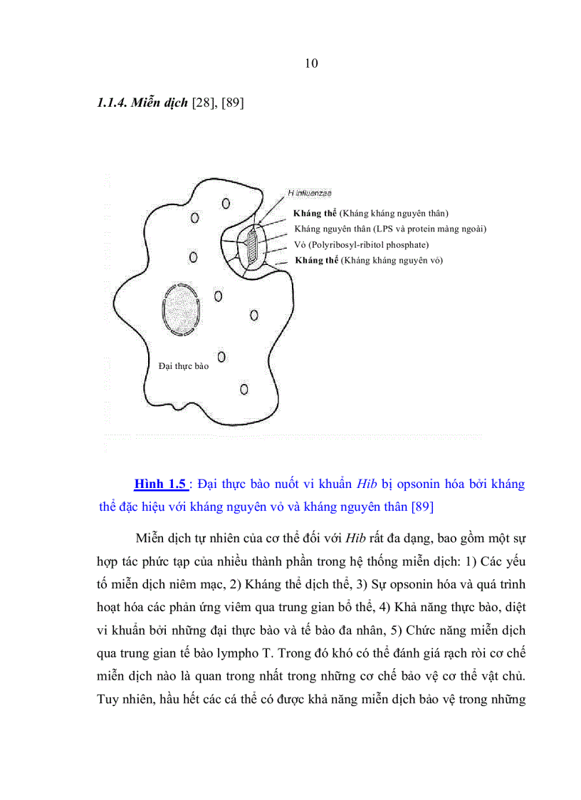 image for page Đặc điểm sinh học phân tử của Haemophilus influenzae typ b phân lập từ bệnh nhi viêm màng não dưới 5 tuổi và trẻ khỏe mạnh tại nhà trẻ mẫu giáo