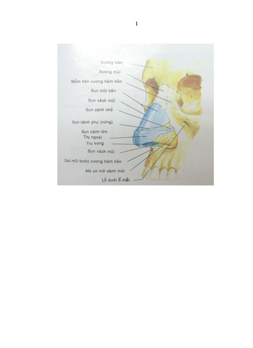 image for page Nghiên cứu đặc điểm lâm sàng và chụp cắt lớp vi của chấn thương tháp mũi